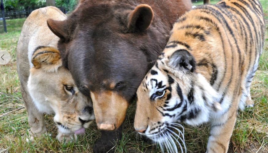 After 15 Years Of Friendship, This Unlikely Animal Trio Said Goodbye To One Of Their Brothers