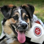 How to train a rescue dog to become a service animal