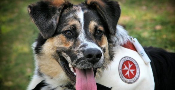 How to train a rescue dog to become a service animal