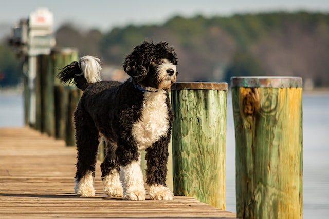 Portuguese Water Dog: hypoallergenic dog breeds for families with allergies