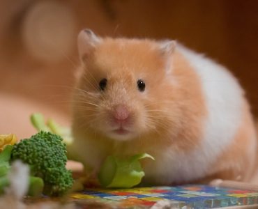 Hamster: The Ultimate Guide