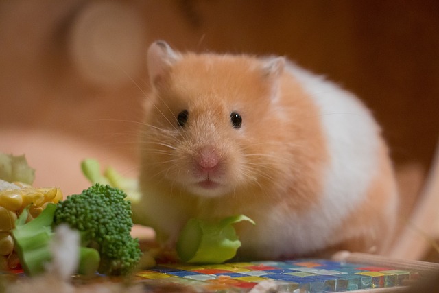 Hamster: The Ultimate Guide